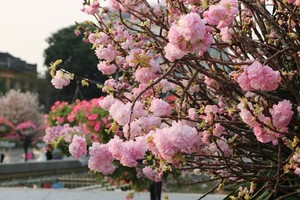 Hoa anh đào Nhật Bản làm say lòng người dân Hải Phòng