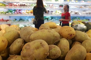 Trong khi tại vườn mỗi kg khoai tây được gom mua 3.000 - 4.000 đồng một kg thì giá tại siêu thị 18.000 - 20.000 đồng. Ảnh: H.T