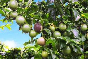 HAGL đặt trọng tâm vào cây ăn trái để xoay chuyển tình hình tài chính khó khăn.