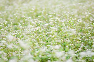 Vườn hoa tam giác mạch nở trái mùa ở ngoại ô Hà Nội