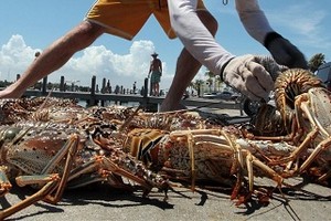 Tôm hùm từng chất đồng bên bờ biển, không ai thèm lấy. Ảnh: Daily Caller.