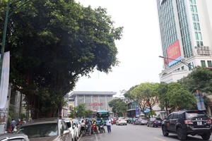 Hàng cây trên đường Trần Hưng Đạo cạnh ga Hà Nội sẽ được đánh chuyển, chặt hạ để làm nhà ga cuối cùng tuyến Metro Nhổn - Ga Hà Nội. Ảnh: Phương Sơn