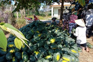 Dưa hấu tại Quảng Ngãi đang được thu mua với giá chỉ 2.000 đồng mỗi kg.