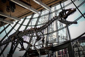 Bộ xương của một con khủng long ăn thịt được trưng bày trong buổi đấu giá ở tầng một của Tháp Eiffel, Paris ngày 2/6 vừa qua. (Nguồn: ABC News).