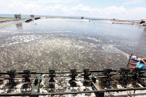 Việt Nam từng chiến thắng trong vụ kiện tôm dai dẳng từ năm 2010 đến 2016 đối với Mỹ. Trong ảnh: Khu nuôi tôm của Công ty TNHH Thủy sản Đắc Lộc (Phú Yên). Ảnh: Đ.T