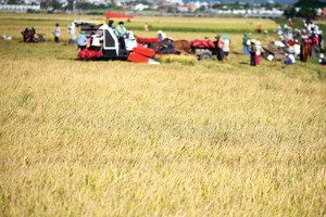 Tập trung ruộng đất bằng cách cởi mở chuyển quyền sử dụng đất chỉ nên áp dụng ở mức độ nhất định