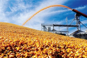 Nhập khẩu ngô nguyên liệu và đậu tương luôn chiếm lượng ngoại tệ lớn nhất trong các nhóm nguyên liệu sản xuất thức ăn chăn nuôi, riêng năm 2017, hơn 1,5 tỷ USD đã được chi để nhập khẩu ngô. Ảnh minh họa.