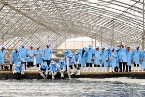 Khu phức hợp Sản xuất tôm chất lượng cao tại Bạc Liêu.