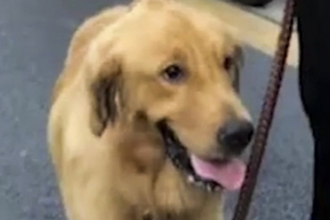 Chú chó giống Golden va nhẹ phải chiếc xế sang đã khiến chủ nhân của nó phải đền bì gần 155 triệu đồng. (Nguồn: Thepaper.cn).