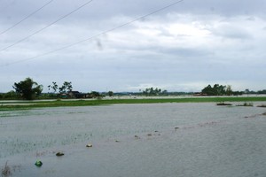 Bão số 3 và mưa lũ đã làm hàng trăm ha lúa, hoa màu bị ngập úng.