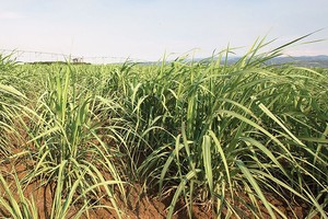 Chơi vơi cổ phiếu ngành đường