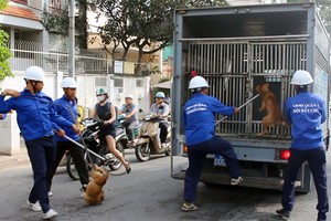 Các chú chó thả rông trên đường Nguyễn Đình Chiểu bị bắt hôm nay. Ảnh: Sơn Hòa.