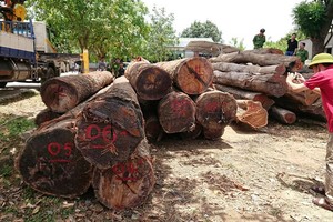 Hạt trưởng kiểm lâm bị khởi tố vì tiếp tay cho 'ông trùm' gỗ lậu