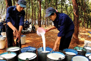 Bước lùi lợi nhuận của doanh nghiệp cao su