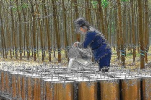 DPR: Tháng 11, chia 30% cổ tức bằng tiền