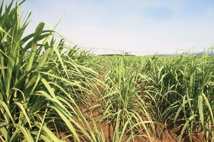 Cổ phiếu mía đường: Ngọt, nhạt khó đoán