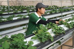 Doanh nghiệp đầu tư vào nông nghiệp 4.0 đang gặp vướng mắc về tiếp cận đất đai.