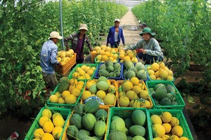 Doanh nghiệp mạnh tay đầu tư cho phát triển bền vững