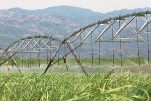 Doanh nghiệp mía đường có thêm thời gian gia tăng “công lực“