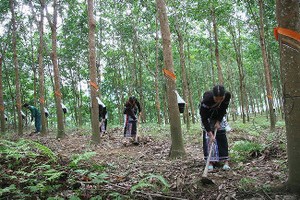 Tập đoàn Cao su sẽ đề xuất Ủy ban quản lý vốn nhà nước xin giảm sản lượng
