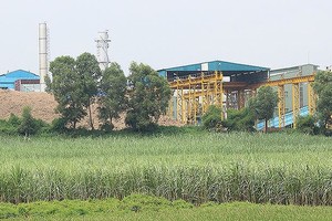 Mía đường Lam Sơn (LSS): Bất chấp thất bại, đặt kế hoạch kinh doanh tham vọng 
