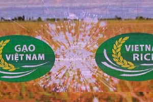 [Infographics] Sắp công bố Logo thương hiệu quốc gia gạo Việt Nam