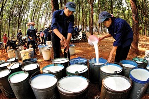 Cao su Phước Hòa (PHR) lãi trước thuế 621,6 tỷ đồng