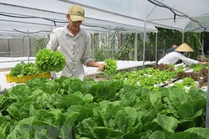 (Ảnh minh họa. Chương Đài/TTXVN).