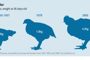 Trọng lượng trung bình một con gà thịt 56 ngày tuổi vào các năm.