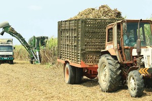 Lợi nhuận SLS (Mía đường Sơn La) giảm mạnh trong quý II năm tài chính 2019