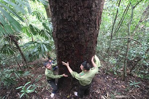 Một cây lim bốn người ôm không xuể. Ảnh:Đắc Thành.