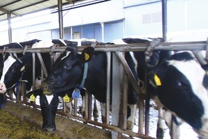 Ngành chăn nuôi lo áp lực cạnh tranh từ CPTPP