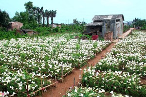 Những ngày đầu tháng tư, vườn hoa loa kèn ở vườn Nhật Tân, Tây Tựu (Hà Nội) đang nở rộ.