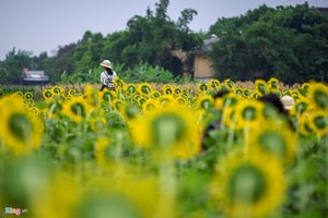 Giới trẻ náo nức check-in cánh đồng hoa hướng dương mới ở Huế