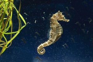 Những đặc sản Việt được ví như “thần dược” dành cho phái mạnh