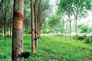 Cao su Đồng Phú (DPR): Lợi nhuận 5 tháng 2019 sụt giảm mạnh