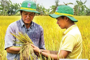 Khá nhiều mô hình dùng NPK Cà Mau 1 hạt đã cho năng suất cao và lợi nhuận tốt.