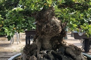 Đã có người trả 1,5 tỉ đồng nhưng chủ cây không bán.