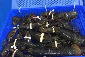 Thực tế cho thấy giá tôm hùm Alaska sống trên thị trường không thấp hơn 1 triệu/kg.