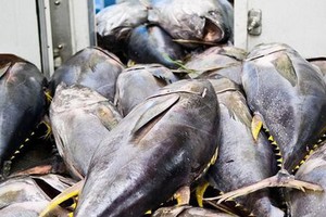 Xuất khẩu cá ngừ sang EU, Trung Quốc giảm