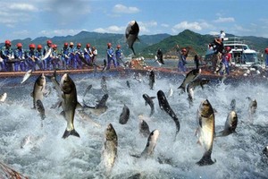 Nam Việt (ANV): Quý III, lãi gần 153 tỷ đồng