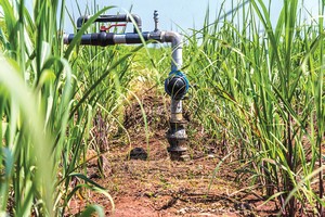 Hệ thống tưới tiêu nhỏ giọt tại Ấn Độ (Nguồn: GCPF).