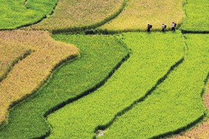 Tín dụng xanh hỗ trợ chuyển đổi sang nền kinh tế carbon thấp