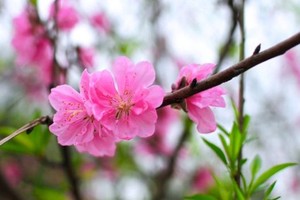 Chính thức ban hành lịch nghỉ Tết Âm lịch 2020