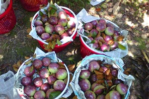 Vú sữa tại vườn. Ảnh Internet