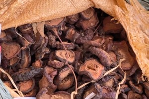 20 tấn dược liệu được nhập lậu từ Trung Quốc.