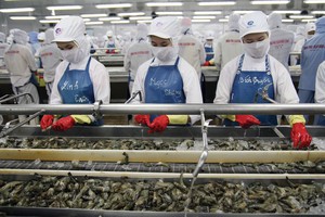 Giá mặt hàng tôm xuất khẩu trong năm 2019 có diễn biến giảm, trong khi giá tôm nguyên liệu tăng cao.