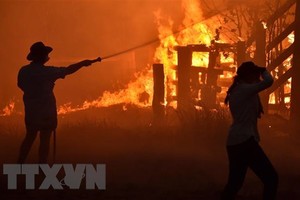 Hiện trường vụ cháy rừng tại Hillsville ở gần Taree, Australia. (Ảnh: AFP/TTXVN)