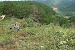 (Ảnh minh họa: Nguyễn Dũng/ TTXVN)