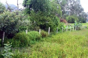 (Ảnh minh họa: Tá Chuyên/TTXVN)